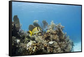 A Porkfish Swims Above a Lush Coral Head in Clear Blue Waters Off the Isle of Youth, Cuba-James White-Framed Stretched Canvas