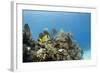 A Porkfish Swims Above a Lush Coral Head in Clear Blue Waters Off the Isle of Youth, Cuba-James White-Framed Photographic Print