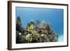 A Porkfish Swims Above a Lush Coral Head in Clear Blue Waters Off the Isle of Youth, Cuba-James White-Framed Photographic Print