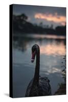 A Portrait of a Black Swan in Ibirapuera Park, Sao Paulo, Brazil-Alex Saberi-Stretched Canvas