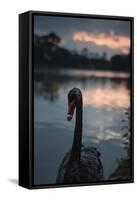 A Portrait of a Black Swan in Ibirapuera Park, Sao Paulo, Brazil-Alex Saberi-Framed Stretched Canvas