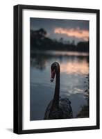 A Portrait of a Black Swan in Ibirapuera Park, Sao Paulo, Brazil-Alex Saberi-Framed Premium Photographic Print