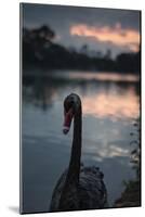 A Portrait of a Black Swan in Ibirapuera Park, Sao Paulo, Brazil-Alex Saberi-Mounted Photographic Print