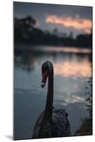 A Portrait of a Black Swan in Ibirapuera Park, Sao Paulo, Brazil-Alex Saberi-Mounted Photographic Print