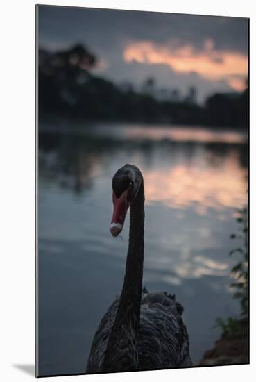 A Portrait of a Black Swan in Ibirapuera Park, Sao Paulo, Brazil-Alex Saberi-Mounted Photographic Print