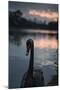 A Portrait of a Black Swan in Ibirapuera Park, Sao Paulo, Brazil-Alex Saberi-Mounted Photographic Print