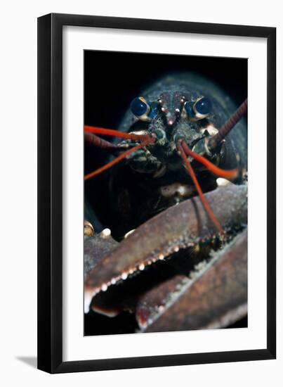 A Portrait Of A European Clawed Lobster (Homarus Gammarus)-Alex Mustard-Framed Premium Photographic Print