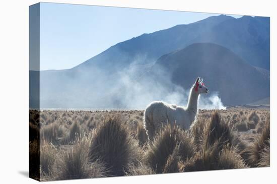 A Portrait of a Large Llama in Sajama National Park, at Sunrise-Alex Saberi-Stretched Canvas