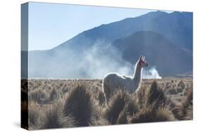 A Portrait of a Large Llama in Sajama National Park, at Sunrise-Alex Saberi-Stretched Canvas