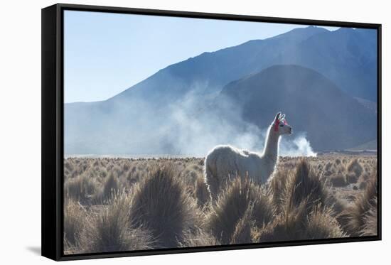 A Portrait of a Large Llama in Sajama National Park, at Sunrise-Alex Saberi-Framed Stretched Canvas