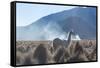 A Portrait of a Large Llama in Sajama National Park, at Sunrise-Alex Saberi-Framed Stretched Canvas