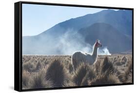 A Portrait of a Large Llama in Sajama National Park, at Sunrise-Alex Saberi-Framed Stretched Canvas