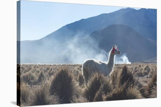 A Portrait of a Large Llama in Sajama National Park, at Sunrise-Alex Saberi-Stretched Canvas