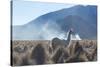 A Portrait of a Large Llama in Sajama National Park, at Sunrise-Alex Saberi-Stretched Canvas