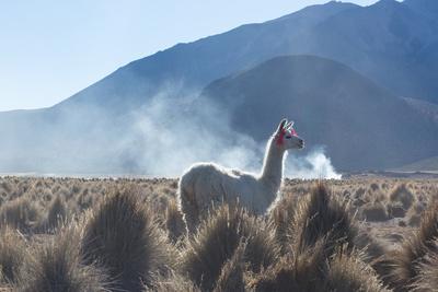 https://imgc.allpostersimages.com/img/posters/a-portrait-of-a-large-llama-in-sajama-national-park-at-sunrise_u-L-POLRIE0.jpg?artPerspective=n