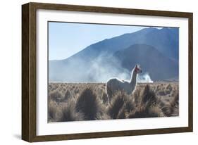 A Portrait of a Large Llama in Sajama National Park, at Sunrise-Alex Saberi-Framed Photographic Print