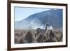 A Portrait of a Large Llama in Sajama National Park, at Sunrise-Alex Saberi-Framed Photographic Print