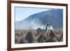 A Portrait of a Large Llama in Sajama National Park, at Sunrise-Alex Saberi-Framed Photographic Print