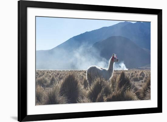 A Portrait of a Large Llama in Sajama National Park, at Sunrise-Alex Saberi-Framed Photographic Print