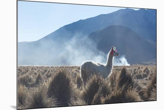 A Portrait of a Large Llama in Sajama National Park, at Sunrise-Alex Saberi-Mounted Photographic Print