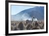 A Portrait of a Large Llama in Sajama National Park, at Sunrise-Alex Saberi-Framed Photographic Print