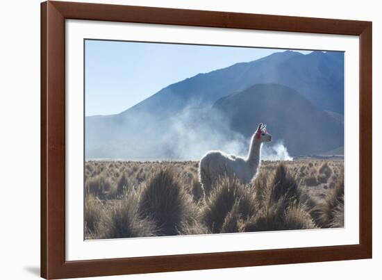 A Portrait of a Large Llama in Sajama National Park, at Sunrise-Alex Saberi-Framed Photographic Print