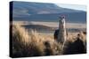 A Portrait of a Large Llama in Sajama National Park, Bolivia-Alex Saberi-Stretched Canvas