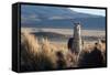 A Portrait of a Large Llama in Sajama National Park, Bolivia-Alex Saberi-Framed Stretched Canvas