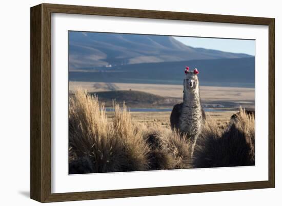 A Portrait of a Large Llama in Sajama National Park, Bolivia-Alex Saberi-Framed Premium Photographic Print