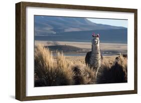 A Portrait of a Large Llama in Sajama National Park, Bolivia-Alex Saberi-Framed Premium Photographic Print