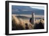 A Portrait of a Large Llama in Sajama National Park, Bolivia-Alex Saberi-Framed Premium Photographic Print