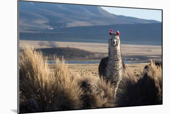 A Portrait of a Large Llama in Sajama National Park, Bolivia-Alex Saberi-Mounted Premium Photographic Print