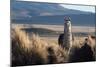 A Portrait of a Large Llama in Sajama National Park, Bolivia-Alex Saberi-Mounted Premium Photographic Print