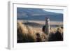 A Portrait of a Large Llama in Sajama National Park, Bolivia-Alex Saberi-Framed Photographic Print