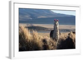 A Portrait of a Large Llama in Sajama National Park, Bolivia-Alex Saberi-Framed Photographic Print