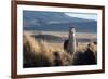 A Portrait of a Large Llama in Sajama National Park, Bolivia-Alex Saberi-Framed Photographic Print