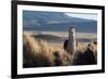 A Portrait of a Large Llama in Sajama National Park, Bolivia-Alex Saberi-Framed Photographic Print