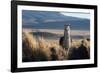 A Portrait of a Large Llama in Sajama National Park, Bolivia-Alex Saberi-Framed Photographic Print