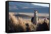 A Portrait of a Large Llama in Sajama National Park, Bolivia-Alex Saberi-Framed Stretched Canvas