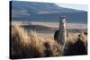 A Portrait of a Large Llama in Sajama National Park, Bolivia-Alex Saberi-Stretched Canvas