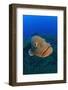 A Portrait Of A Large Male Dusky Grouper (Epinephelus Marginatus). Lavezzi Islands-Alex Mustard-Framed Photographic Print