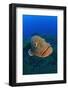 A Portrait Of A Large Male Dusky Grouper (Epinephelus Marginatus). Lavezzi Islands-Alex Mustard-Framed Photographic Print