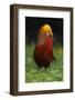 A portrait of a male Golden pheasant standing and displaying, Yangxian Nature Reserve, China-Staffan Widstrand/Wild Wonders of China-Framed Photographic Print