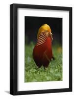 A portrait of a male Golden pheasant standing and displaying, Yangxian Nature Reserve, China-Staffan Widstrand/Wild Wonders of China-Framed Photographic Print