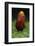 A portrait of a male Golden pheasant standing and displaying, Yangxian Nature Reserve, China-Staffan Widstrand/Wild Wonders of China-Framed Photographic Print