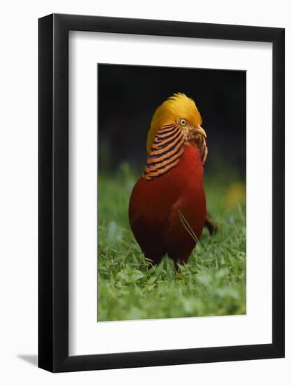 A portrait of a male Golden pheasant standing and displaying, Yangxian Nature Reserve, China-Staffan Widstrand/Wild Wonders of China-Framed Photographic Print