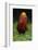 A portrait of a male Golden pheasant standing and displaying, Yangxian Nature Reserve, China-Staffan Widstrand/Wild Wonders of China-Framed Photographic Print