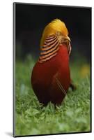 A portrait of a male Golden pheasant standing and displaying, Yangxian Nature Reserve, China-Staffan Widstrand/Wild Wonders of China-Mounted Photographic Print