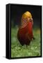 A portrait of a male Golden pheasant standing and displaying, Yangxian Nature Reserve, China-Staffan Widstrand/Wild Wonders of China-Framed Stretched Canvas