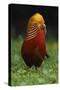 A portrait of a male Golden pheasant standing and displaying, Yangxian Nature Reserve, China-Staffan Widstrand/Wild Wonders of China-Stretched Canvas